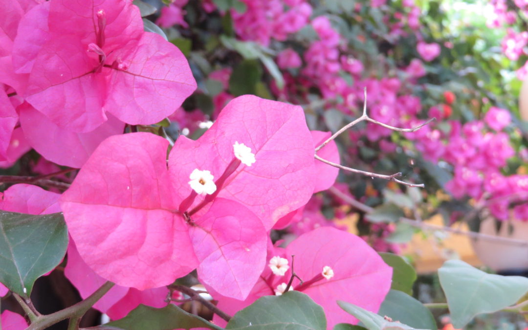 Lo stress ….e la Vita