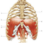 Muscolo diaframma posto all'interno della cavità toracica